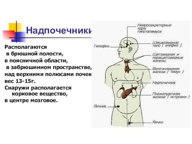 Надпочечники Располагаются в брюшной полости, в поясничной области, в забрюшинном пространстве, над