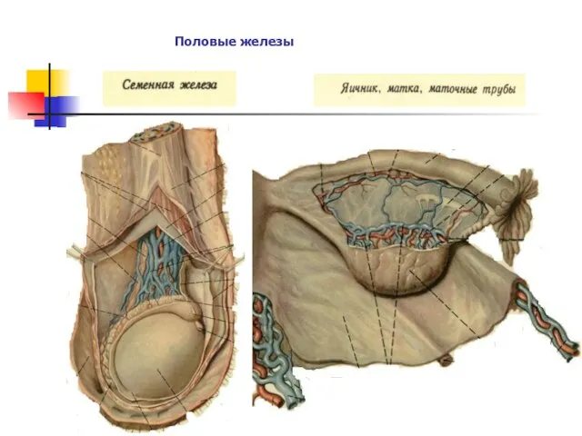 Половые железы