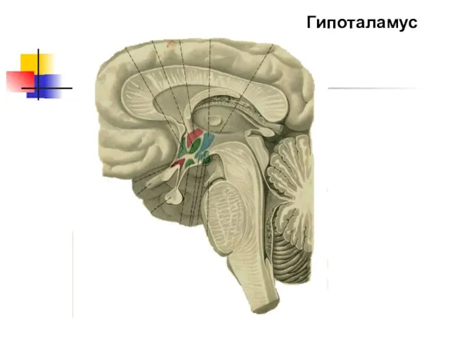 Гипоталамус