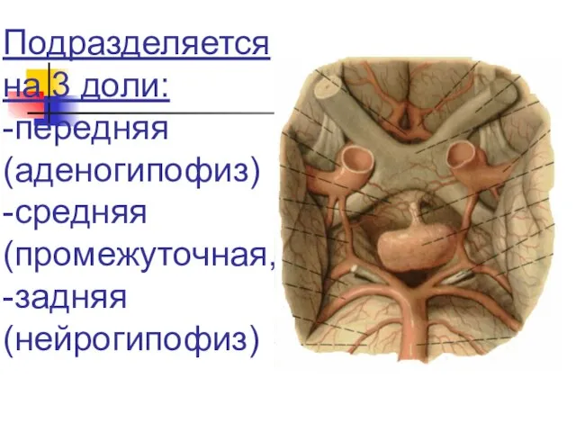 II. Гипофиз- располагается в гипофизарной ямке турецкого седла клиновидной кости, Вес =