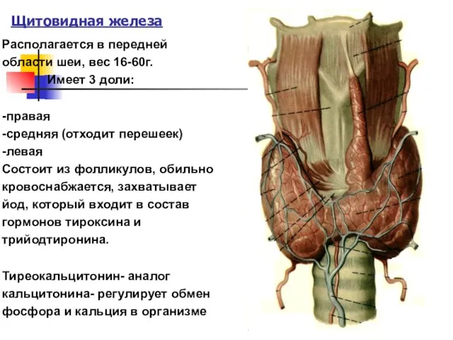 Щитовидная железа Располагается в передней области шеи, вес 16-60г. Имеет 3 доли:
