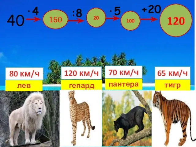 40 160 20 100 ·5 :8 ·4 120 +20 лев пантера тигр