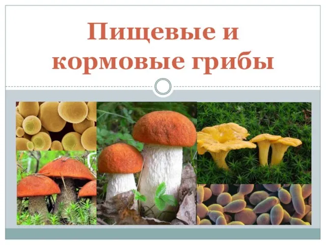 Пищевые и кормовые грибы