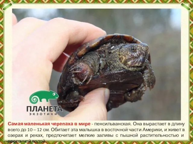 Самая маленькая черепаха в мире - пенсильванская. Она вырастает в длину всего