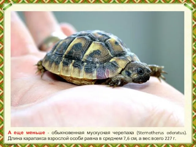 А еще меньше - обыкновенная мускусная черепаха (Sternotherus odoratus). Длина карапакса взрослой