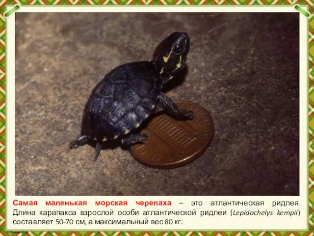 Самая маленькая морская черепаха – это атлантическая ридлея. Длина карапакса взрослой особи
