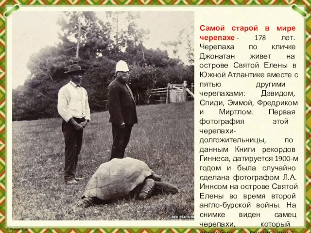 Самой старой в мире черепахе - 178 лет. Черепаха по кличке Джонатан