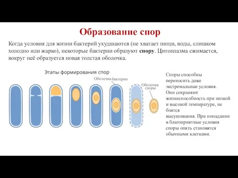 Образование спор Когда условия для жизни бактерий ухудшаются (не хватает пищи, воды,