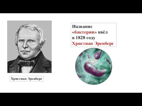 Название «бактерии» ввёл в 1828 году Христиан Эренберг Христиан Эренберг