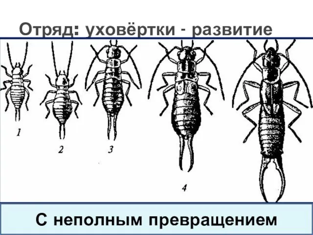 Отряд: уховёртки - развитие С неполным превращением