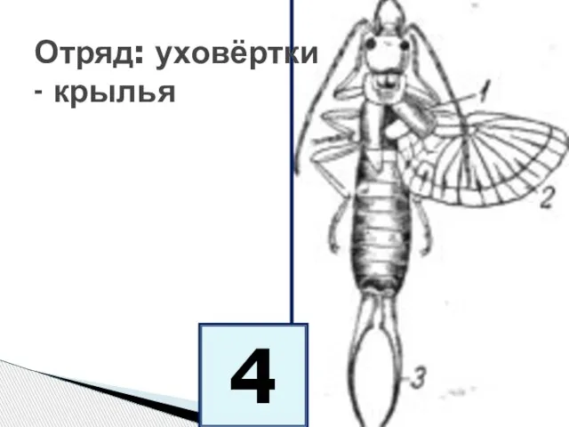 Отряд: уховёртки - крылья 4