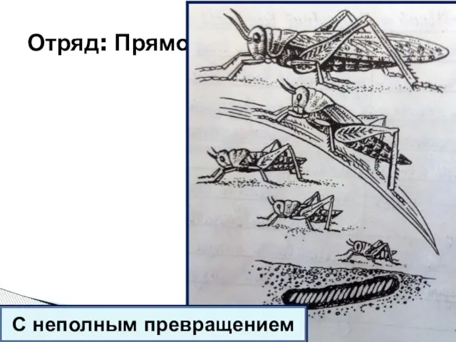 Отряд: Прямокрылые - развитие С неполным превращением