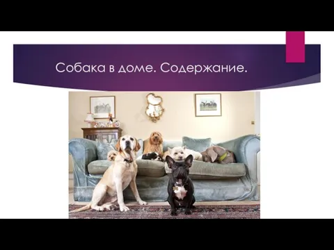 Собака в доме. Содержание.