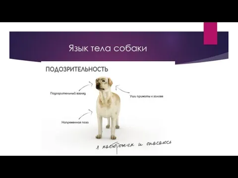 Язык тела собаки
