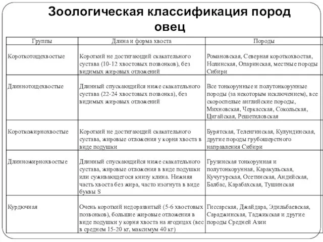 Зоологическая классификация пород овец