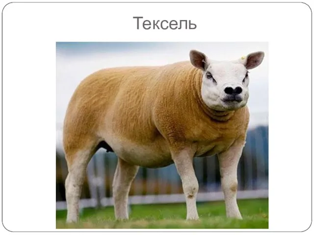 Тексель