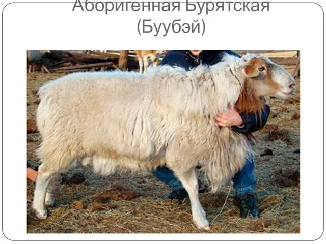 Аборигенная Бурятская (Буубэй)