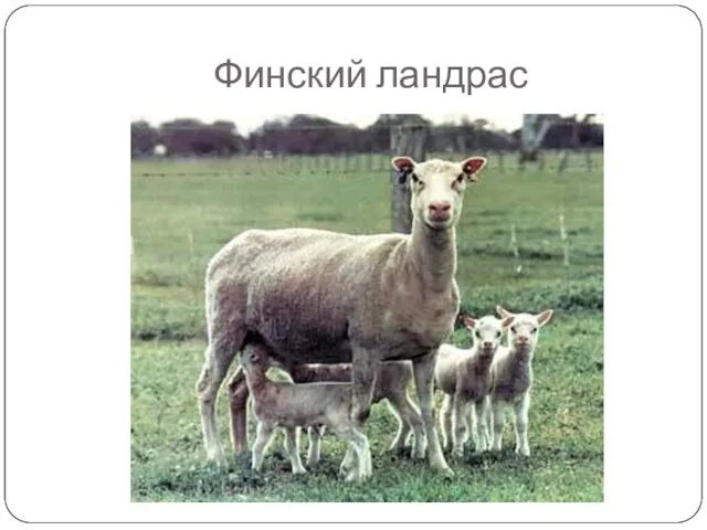 Финский ландрас