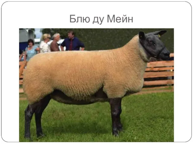 Блю ду Мейн