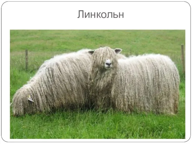 Линкольн