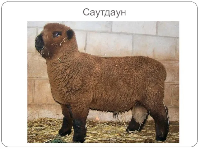 Саутдаун