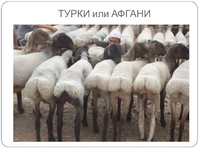 ТУРКИ или АФГАНИ