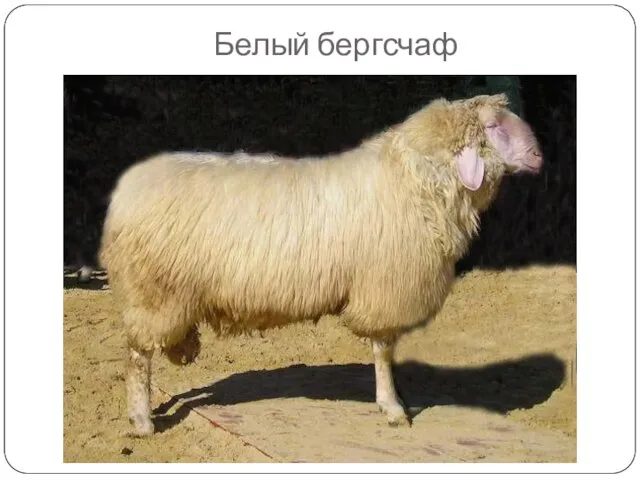 Белый бергсчаф