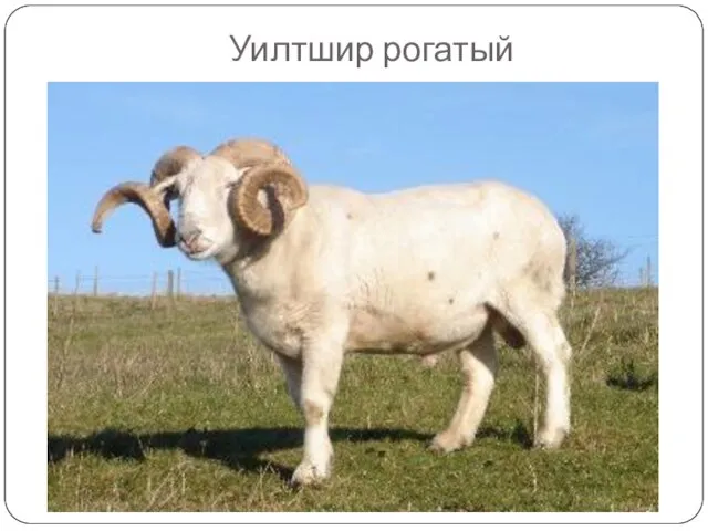 Уилтшир рогатый