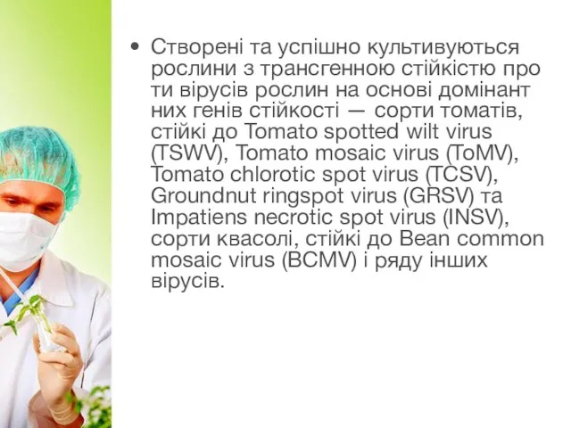 Cтво­рені та успішно куль­ти­ву­ють­ся рос­ли­ни з транс­ген­ною стійкістю про­ти вірусів рос­лин на