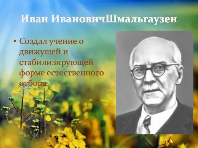 Иван ИвановичШмальгаузен Создал учение о движущей и стабилизирующей форме естественного отбора