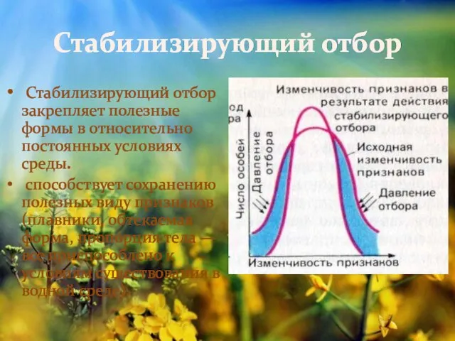 Стабилизирующий отбор Стабилизирующий отбор закрепляет полезные формы в относительно постоянных условиях среды.