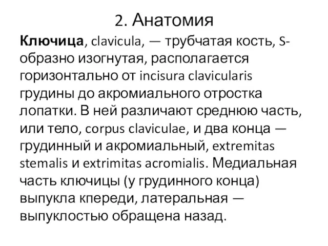 2. Анатомия Ключица, clavicula, — трубчатая кость, S-образно изогнутая, располагается горизонтально от