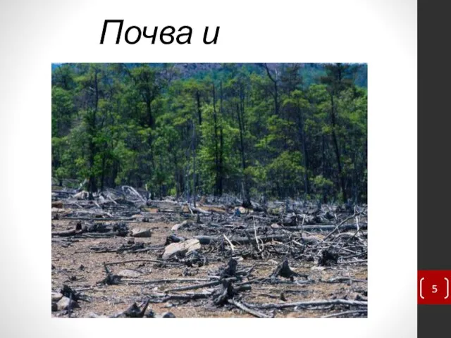 Почва и леса