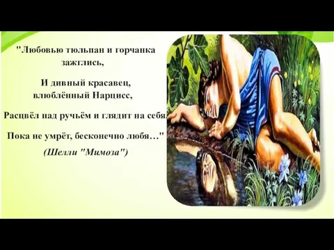 "Любовью тюльпан и горчанка зажглись, И дивный красавец, влюблённый Нарцисс, Расцвёл над