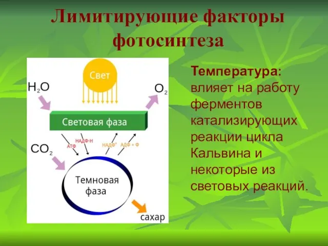 Температура: влияет на работу ферментов катализирующих реакции цикла Кальвина и некоторые из