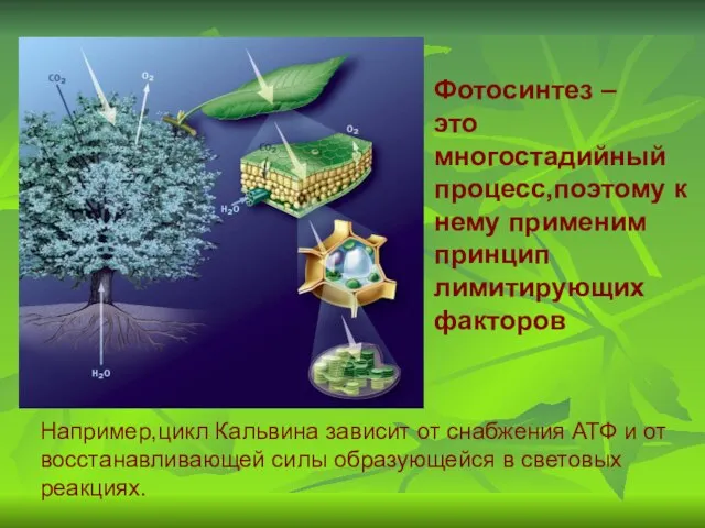 Фотосинтез – это многостадийный процесс,поэтому к нему применим принцип лимитирующих факторов Например,цикл