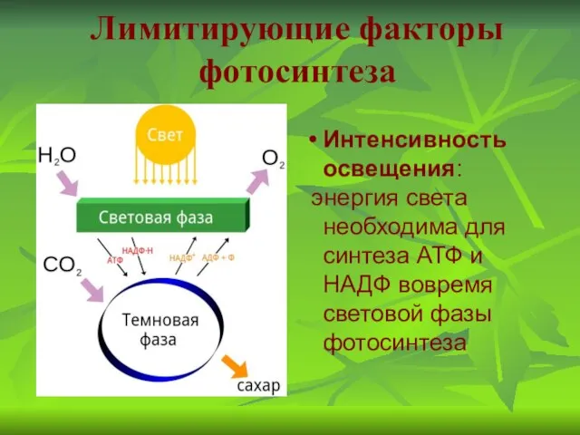 Лимитирующие факторы фотосинтеза Интенсивность освещения: энергия света необходима для синтеза АТФ и