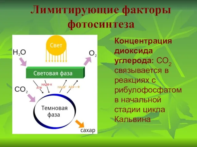 Концентрация диоксида углерода: СО2 связывается в реакциях с рибулофосфатом в начальной стадии