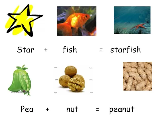 Star + fish = starfish Pea + nut = peanut