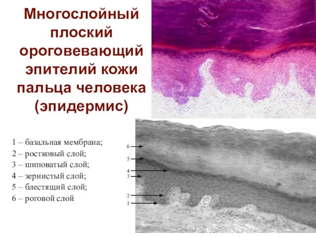 Многослойный плоский ороговевающий эпителий кожи пальца человека (эпидермис) 1 – базальная мембрана;