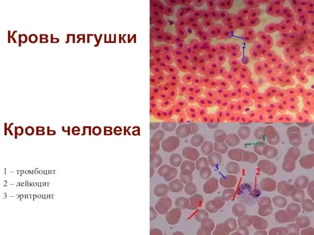 Кровь лягушки Кровь человека 1 – тромбоцит 2 – лейкоцит 3 – эритроцит 2 3 3