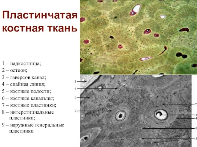 Пластинчатая костная ткань 1 – надкостница; 2 – остеон; 3 – гаверсов