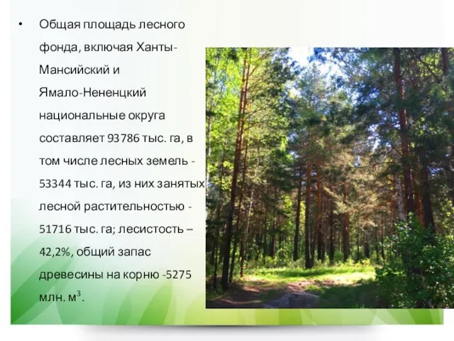 Общая площадь лесного фонда, включая Ханты-Мансийский и Ямало-Нененцкий национальные округа составляет 93786