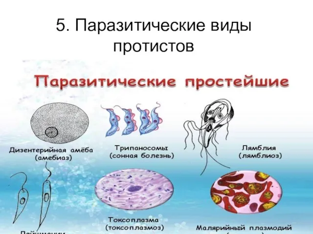 5. Паразитические виды протистов