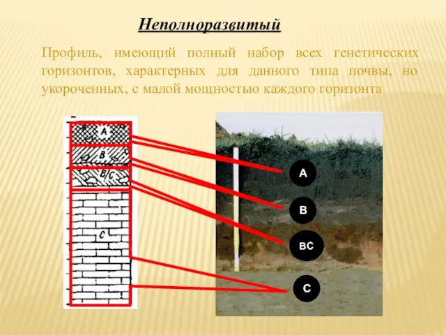 Профиль, имеющий полный набор всех генетических горизонтов, характерных для данного типа почвы,