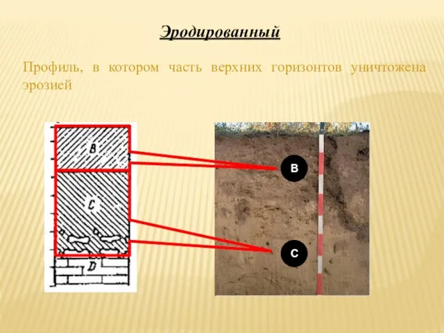 B С Профиль, в котором часть верхних горизонтов уничтожена эрозией Эродированный