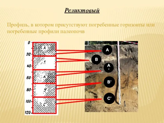 A B A’ B’ C’ Профиль, в котором присутствуют погребенные горизонты или погребенные профили палеопочв Реликтовый