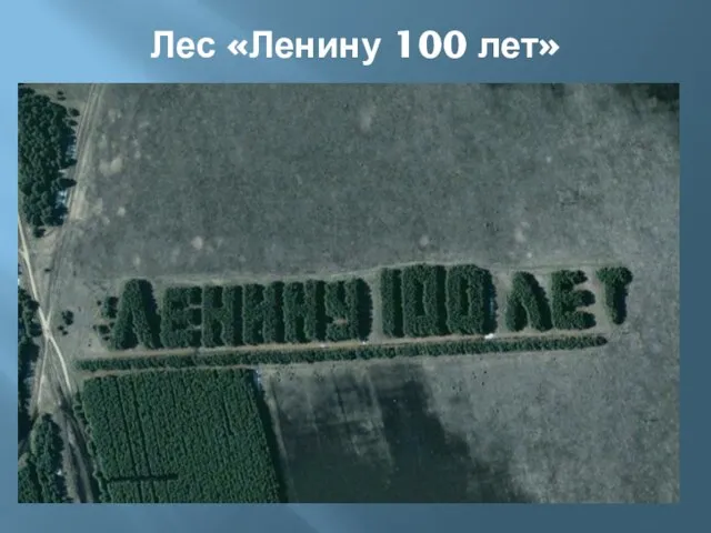 Лес «Ленину 100 лет»