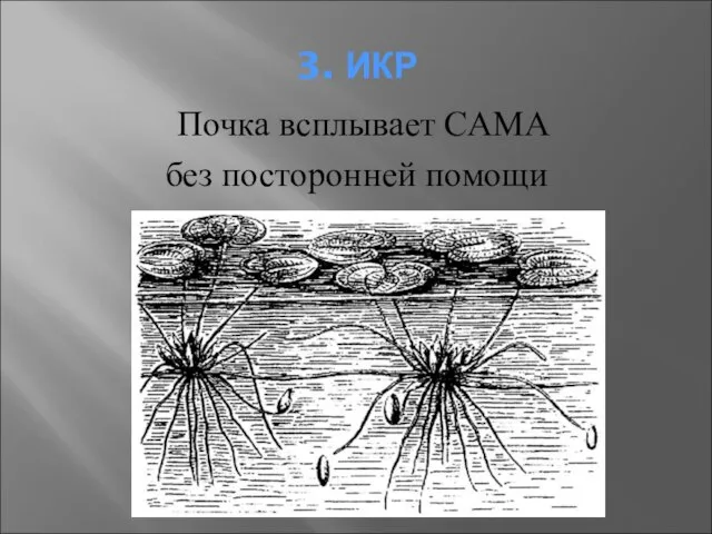 3. ИКР Почка всплывает САМА без посторонней помощи