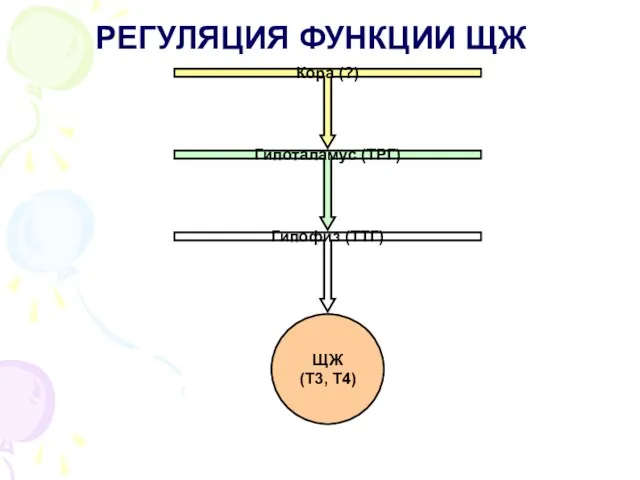 РЕГУЛЯЦИЯ ФУНКЦИИ ЩЖ